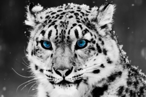 Snow Blue Eye Leopard3757219542 300x200 - Snow Blue Eye Leopard - Snow, Portrait, Leopard, blue
